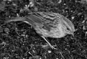 Dunnock Books